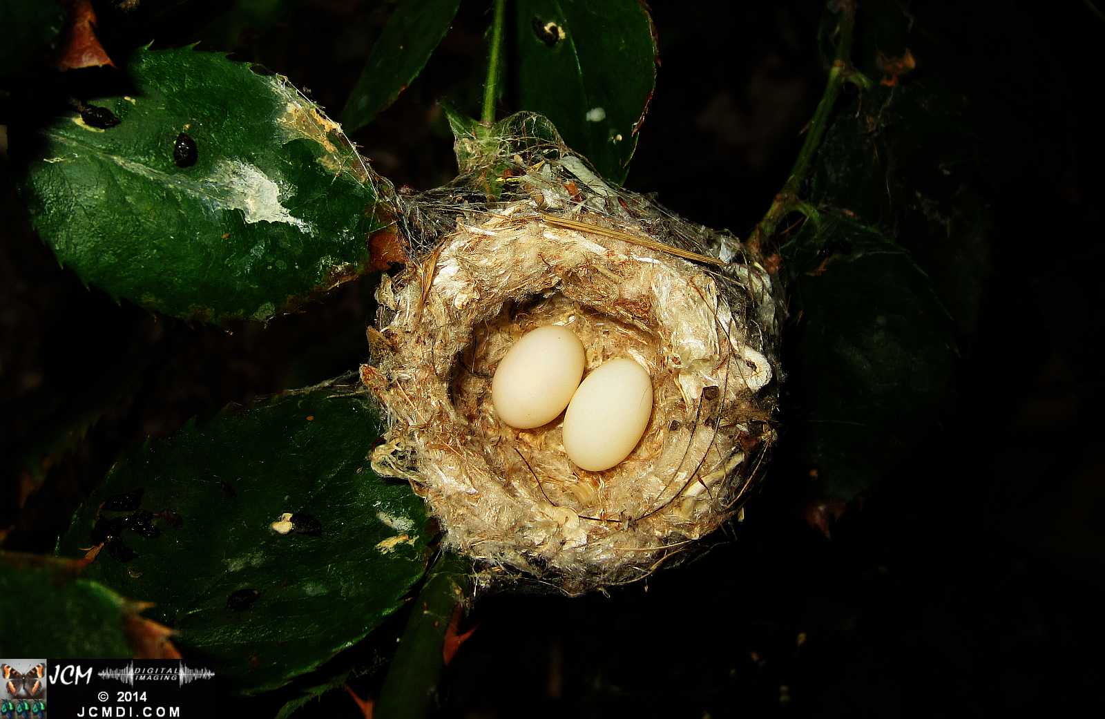Allen's Hummingbird nest 2nd brood for 2014
